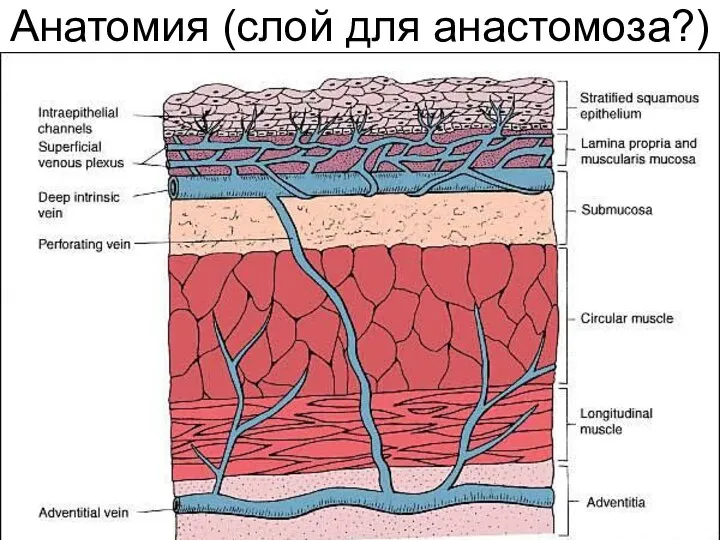 Анатомия (слой для анастомоза?)