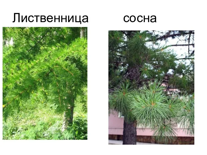 Лиственница сосна