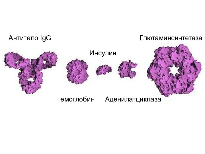 Антитело IgG Гемоглобин Инсулин Аденилатциклаза Глютаминсинтетаза