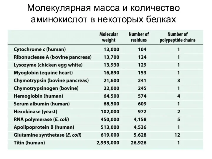 Молекулярная масса и количество аминокислот в некоторых белках