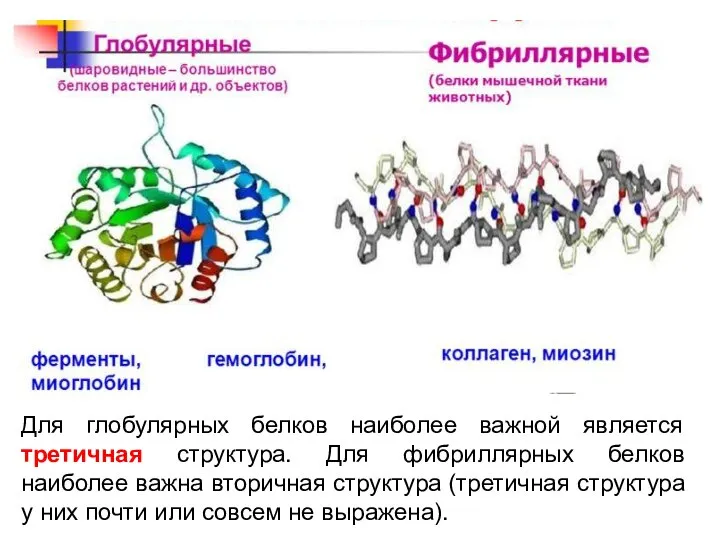 Для глобулярных белков наиболее важной является третичная структура. Для фибриллярных белков наиболее