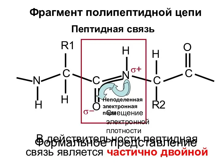 Пептидная связь N H C R1 H C O N H R2