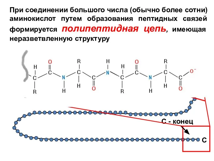 При соединении большого числа (обычно более сотни) аминокислот путем образования пептидных связей