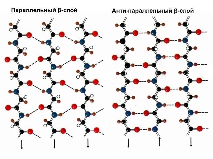 Параллельный β-слой Анти-параллельный β-слой