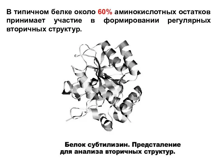 В типичном белке около 60% аминокислотных остатков принимает участие в формировании регулярных вторичных структур.