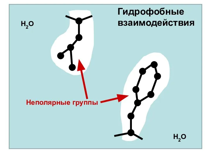 Неполярные группы Гидрофобные взаимодействия H2O H2O