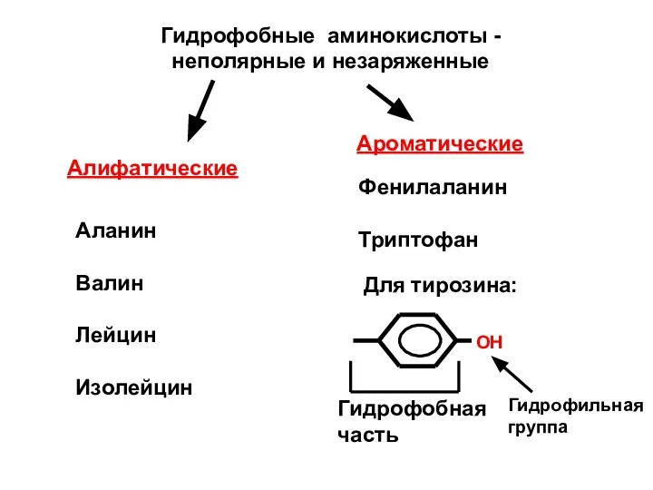 Гидрофобные аминокислоты - неполярные и незаряженные Алифатические Ароматические Аланин Валин Лейцин Изолейцин