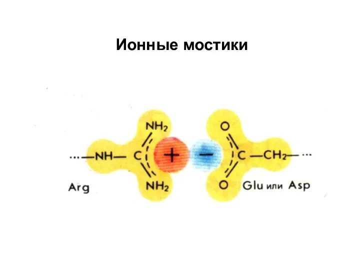 Ионные мостики