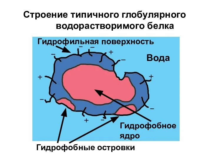 Строение типичного глобулярного водорастворимого белка Вода Гидрофобное ядро Гидрофильная поверхность Гидрофобные островки