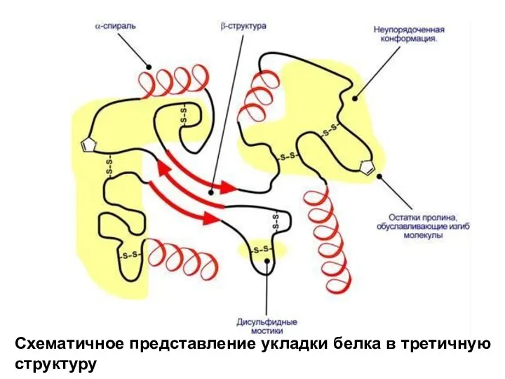 Схематичное представление укладки белка в третичную структуру