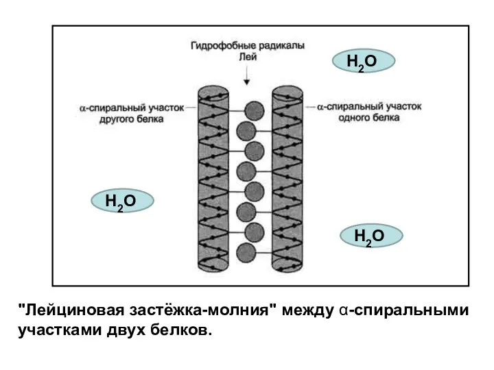 "Лейциновая застёжка-молния" между α-спиральными участками двух белков. Н2О Н2О Н2О