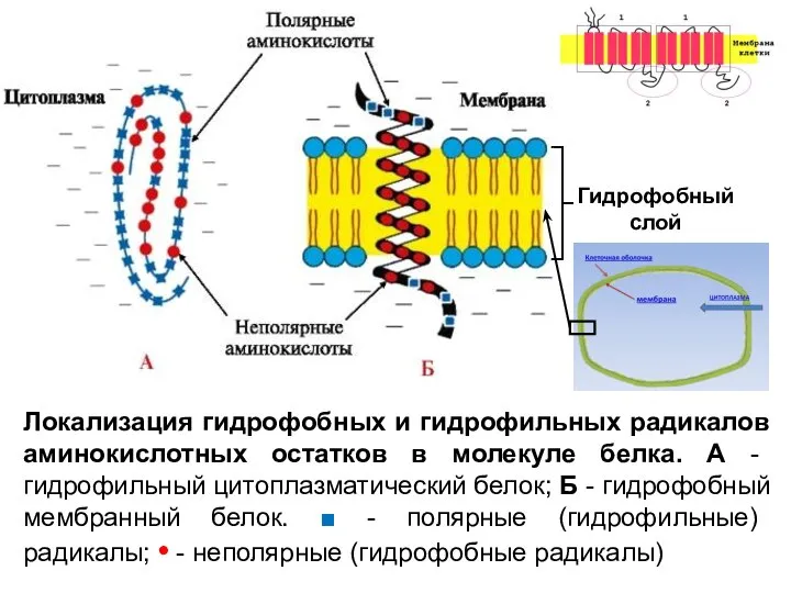 Локализация гидрофобных и гидрофильных радикалов аминокислотных остатков в молекуле белка. А -