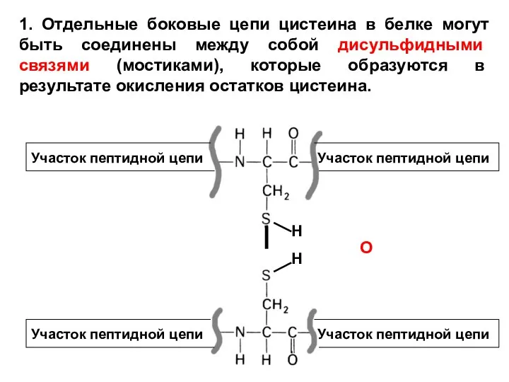 1. Отдельные боковые цепи цистеина в белке могут быть соединены между собой