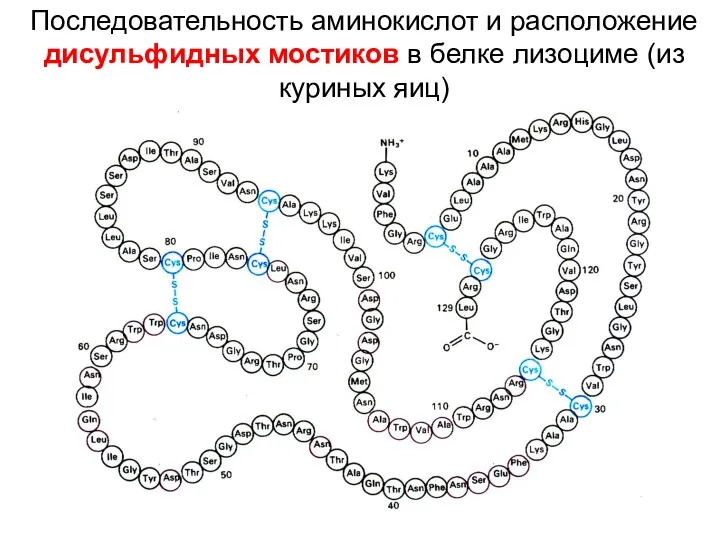 Последовательность аминокислот и расположение дисульфидных мостиков в белке лизоциме (из куриных яиц)