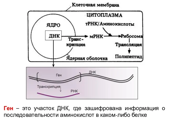 Ген – это участок ДНК, где зашифрована информация о последовательности аминокислот в каком-либо белке