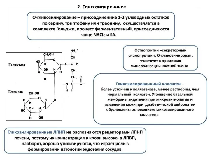 2. Гликозилирование