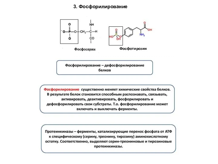 3. Фосфорилирование Фосфотирозин