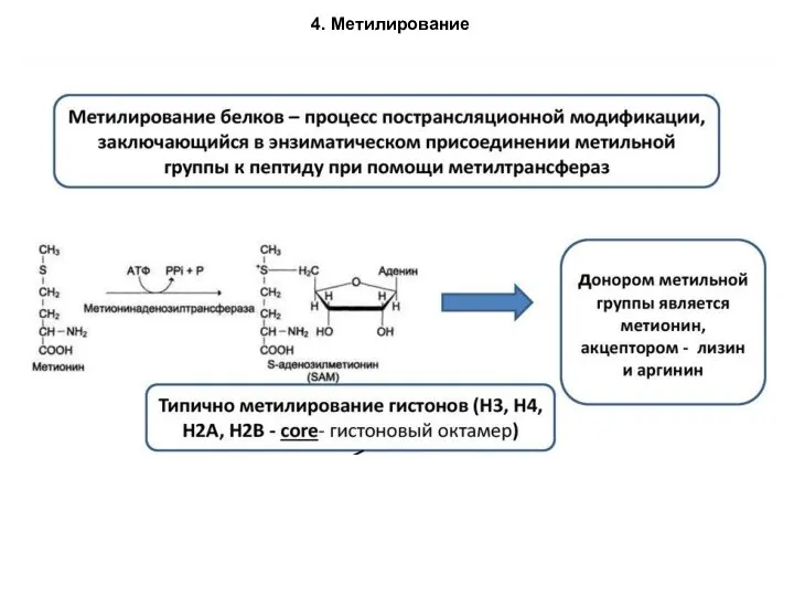 4. Метилирование