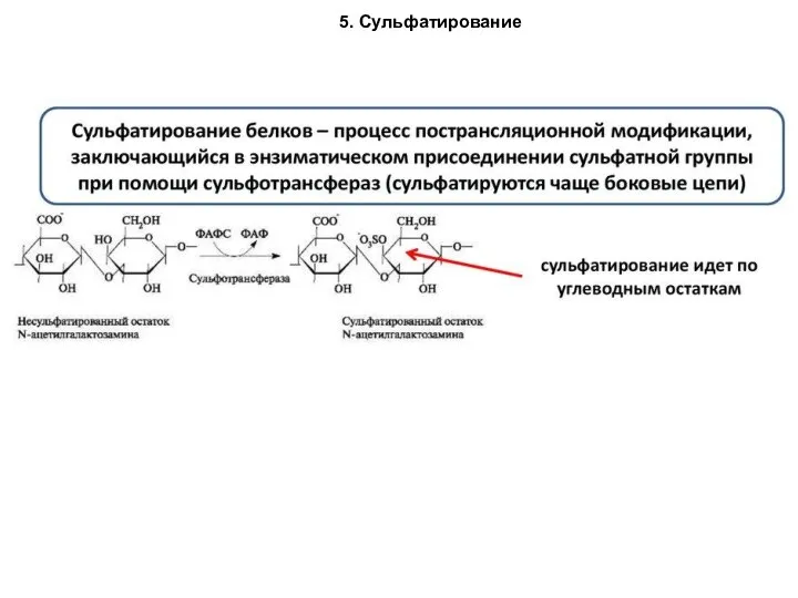 5. Сульфатирование