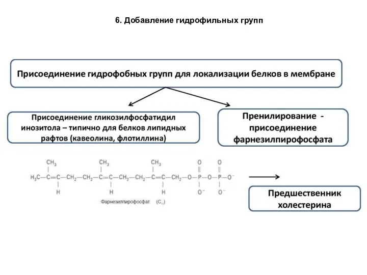 6. Добавление гидрофильных групп