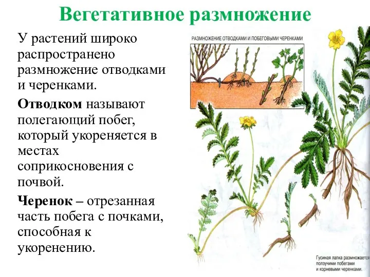 Вегетативное размножение У растений широко распространено размножение отводками и черенками. Отводком называют