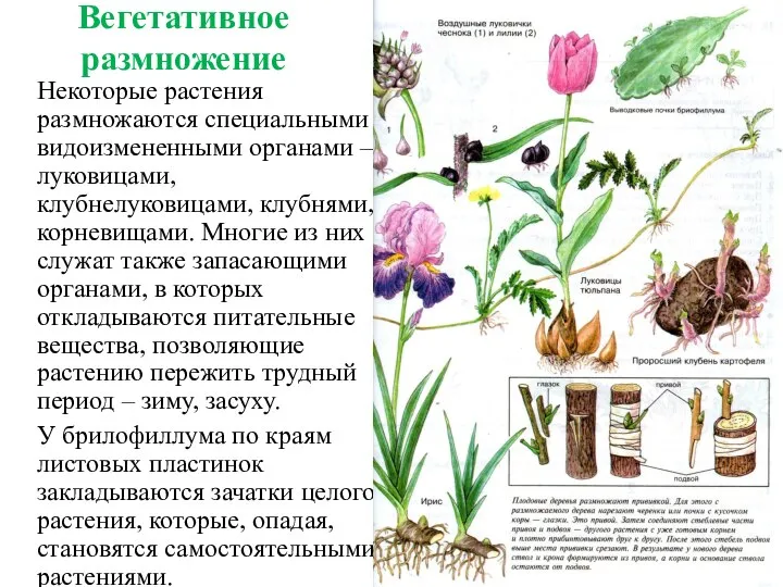Вегетативное размножение Некоторые растения размножаются специальными видоизмененными органами – луковицами, клубнелуковицами, клубнями,