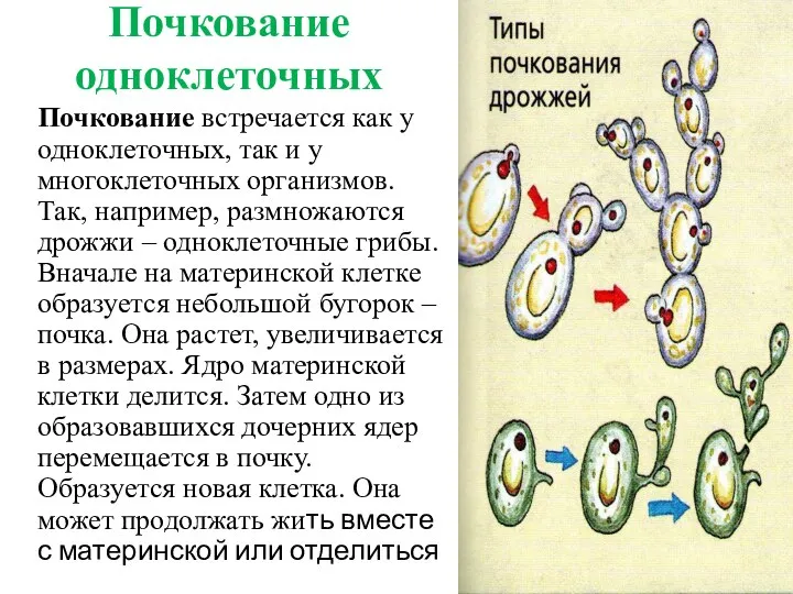 Почкование одноклеточных Почкование встречается как у одноклеточных, так и у многоклеточных организмов.