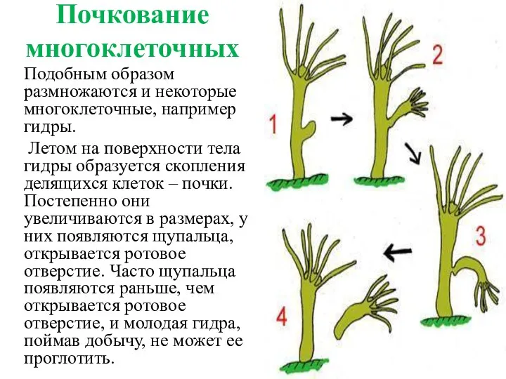 Почкование многоклеточных Подобным образом размножаются и некоторые многоклеточные, например гидры. Летом на