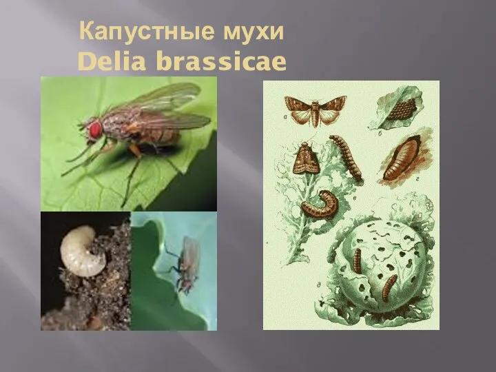 Капустные мухи Delia brassicae