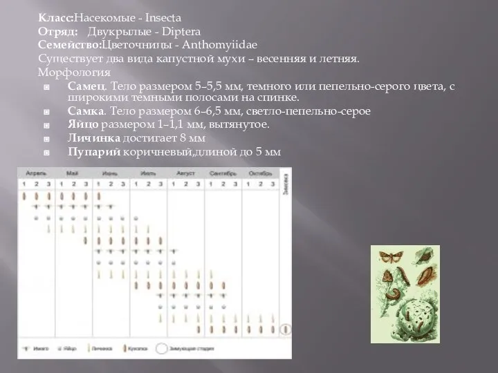 Класс:Насекомые - Insecta Отряд: Двукрылые - Diptera Семейство:Цветочницы - Anthomyiidae Существует два