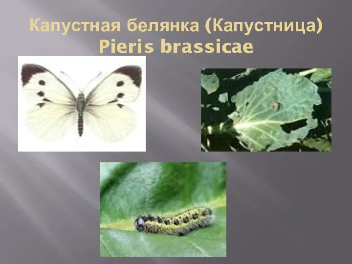 Капустная белянка (Капустница) Pieris brassicae