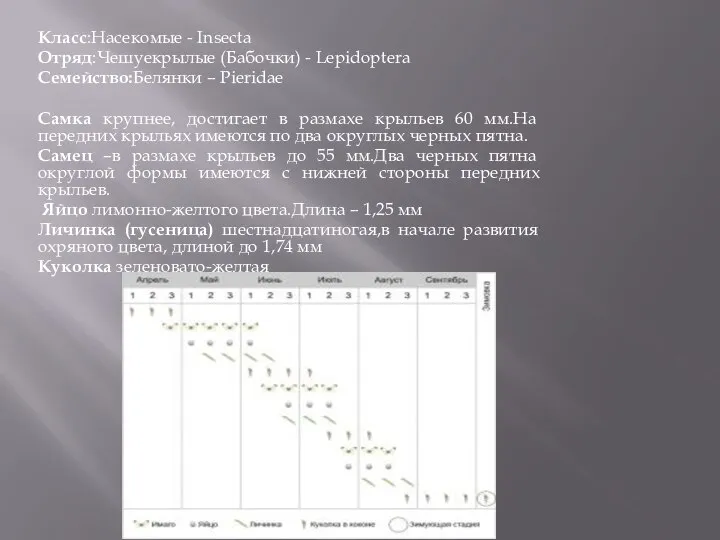 Класс:Насекомые - Insecta Отряд:Чешуекрылые (Бабочки) - Lepidoptera Семейство:Белянки – Pieridae Самка крупнее,