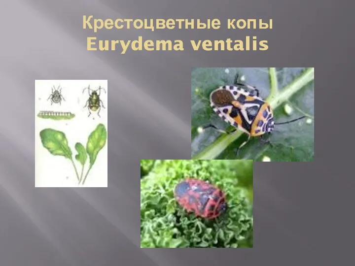 Крестоцветные копы Eurydema ventalis