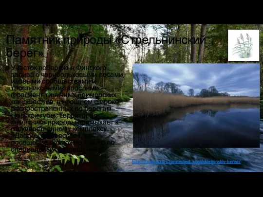 Памятник природы «Стрельнинский берег» Участок побережья Финского залива с черноольховыми лесами, ивовыми