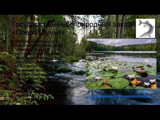 Государственный природный заказник «Озеро Щучье» Массив типичных для Карельского перешейка таежных лесов.