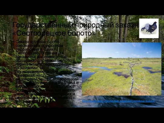 Государственный природный заказник «Сестрорецкое болото» Самая крупная особо охраняемая природная территория в