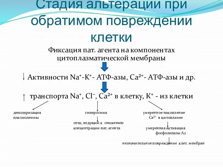 Стадия альтерации при обратимом повреждении клетки Фиксация пат. агента на компонентах цитоплазматической