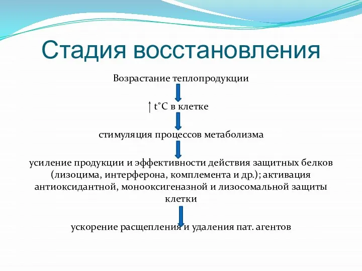 Стадия восстановления Возрастание теплопродукции t˚C в клетке стимуляция процессов метаболизма усиление продукции