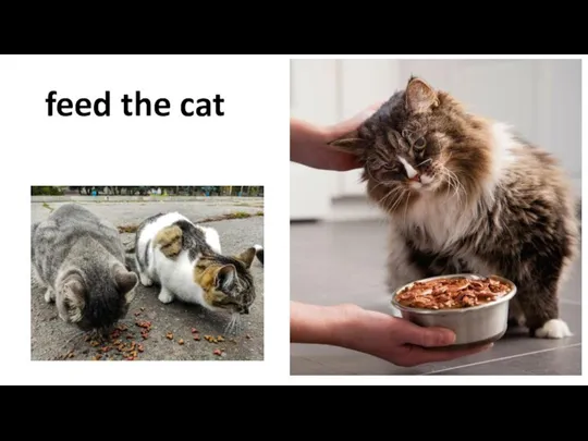 feed the cat