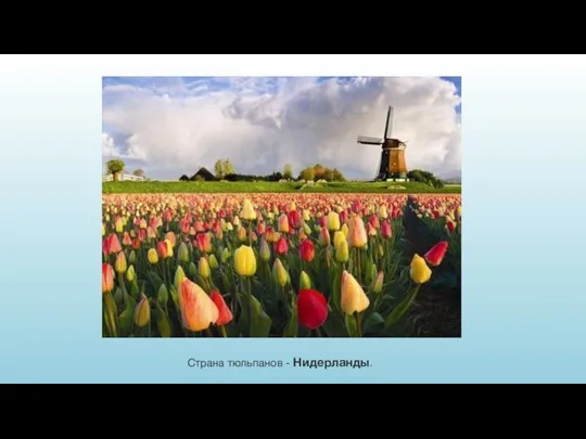 Страна тюльпанов - Нидерланды.
