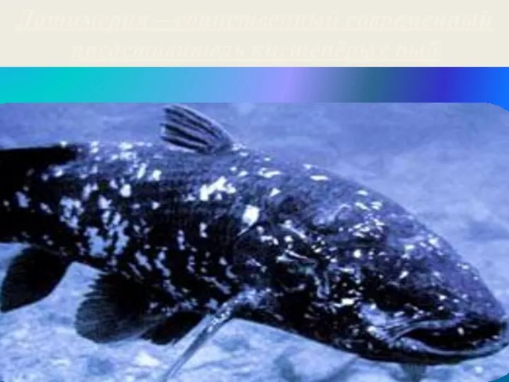 Латимерия – единственный современный представитель кистепёрых рыб