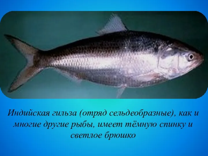 Индийская гильза (отряд сельдеобразные), как и многие другие рыбы, имеет тёмную спинку и светлое брюшко