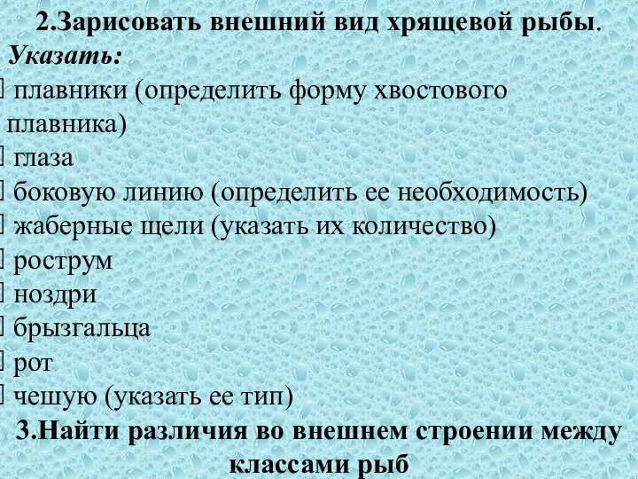 2.Зарисовать внешний вид хрящевой рыбы. Указать: плавники (определить форму хвостового плавника) глаза