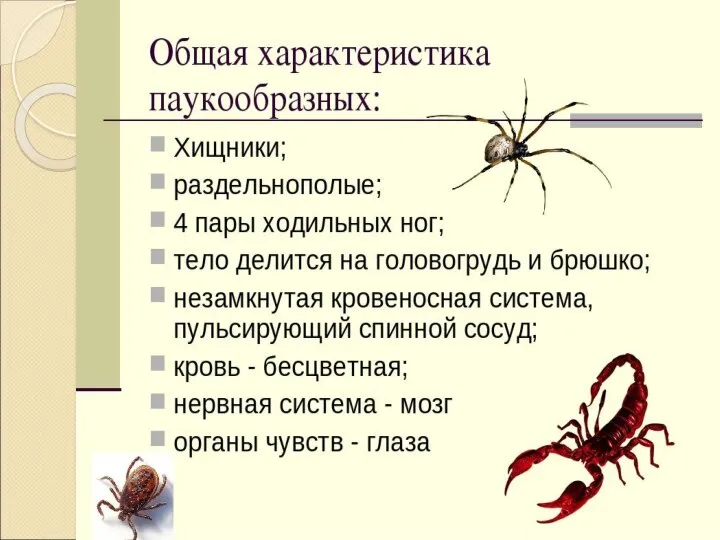 Класс Паукообразные. Внешнее и внутреннее строение пауков на примере паука – крестовика