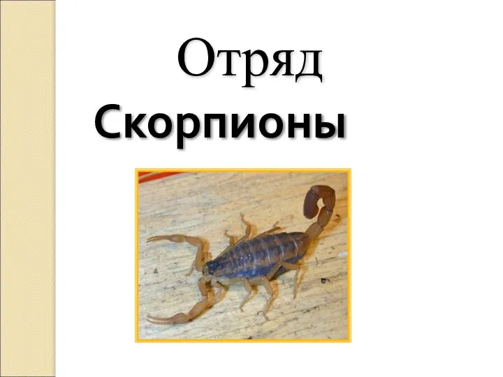 Скорпионы Отряд