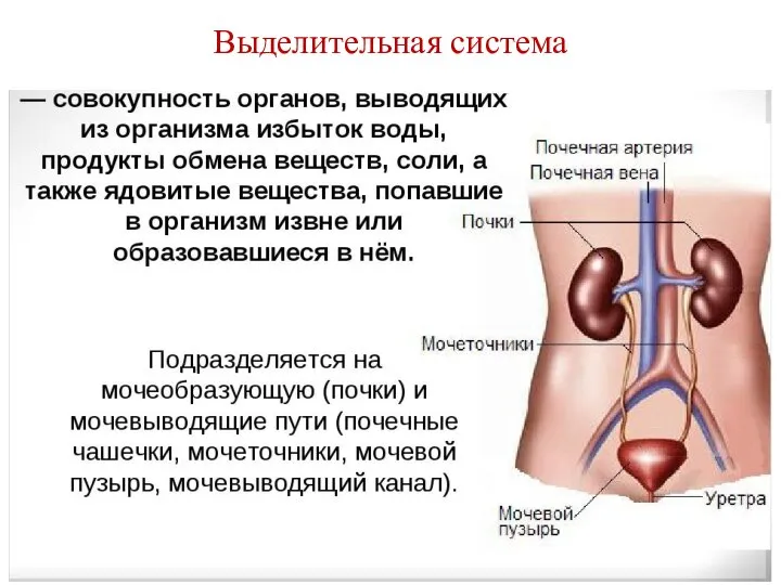 Выделительная система