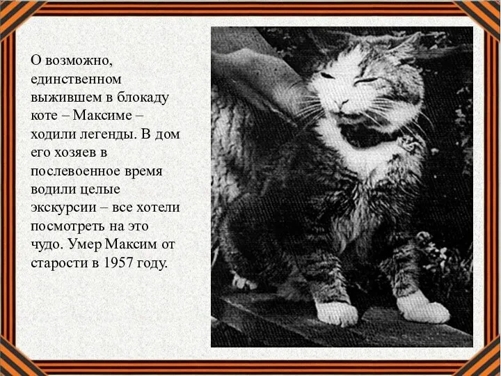 О возможно, единственном выжившем в блокаду коте – Максиме – ходили легенды.