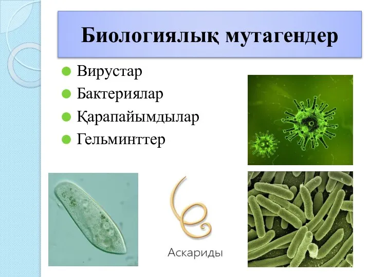 Биологиялық мутагендер Вирустар Бактериялар Қарапайымдылар Гельминттер