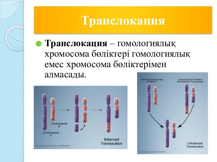 Транслокация Транслокация – гомологиялық хромосома бөліктері гомологиялық емес хромосома бөліктерімен алмасады.