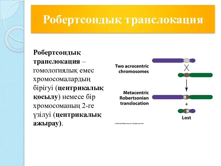 Робертсондық транслокация – гомологиялық емес хромосомалардың бірігуі (центрикалық қосылу) немесе бір хромосоманың